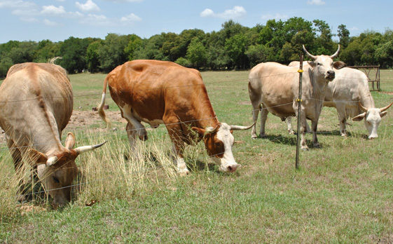 Live Oaks in New Braunfels, Texas Cows